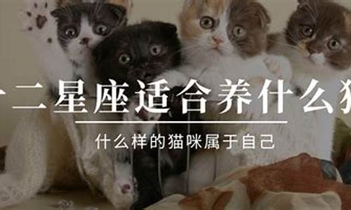 12星座的专属宠物分别是什么_十二星座专属宠物猫